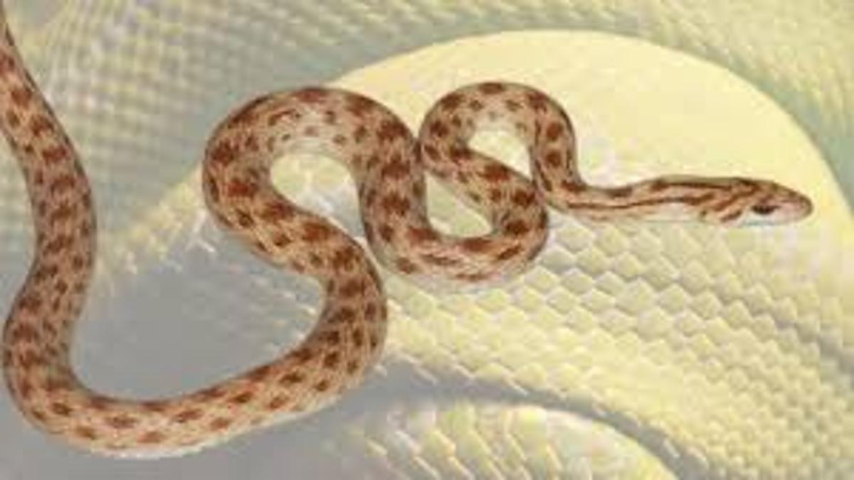 किसान मित्र स्टिक: 100m दूर सांप detect, जान बचाएगी